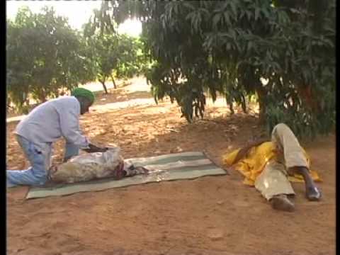 Video: Balsami I Niamey