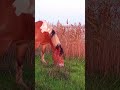 Beautiful horse 🐎 with unusual black-white mane / Красивая лошадь 🐴 с необычной чёрно-белой гривой++