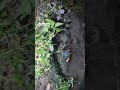 indian rat snake