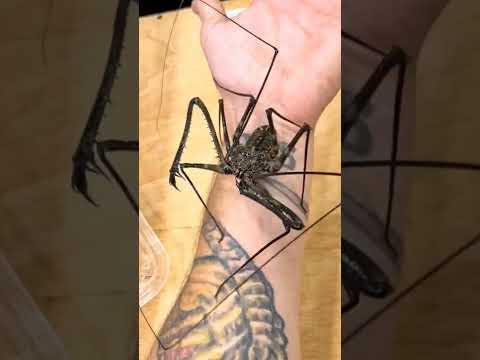 Video: Tarántula araña. belleza exótica