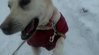 Дрессировка собак. Сушка животворящая.))) Дрессировка собак. Сушка животворящая.)))