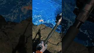 Big red bass on a floating stickbait