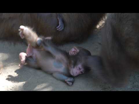 Against All Odds: The Baby Monkey Who Taught a Clan the Meaning of