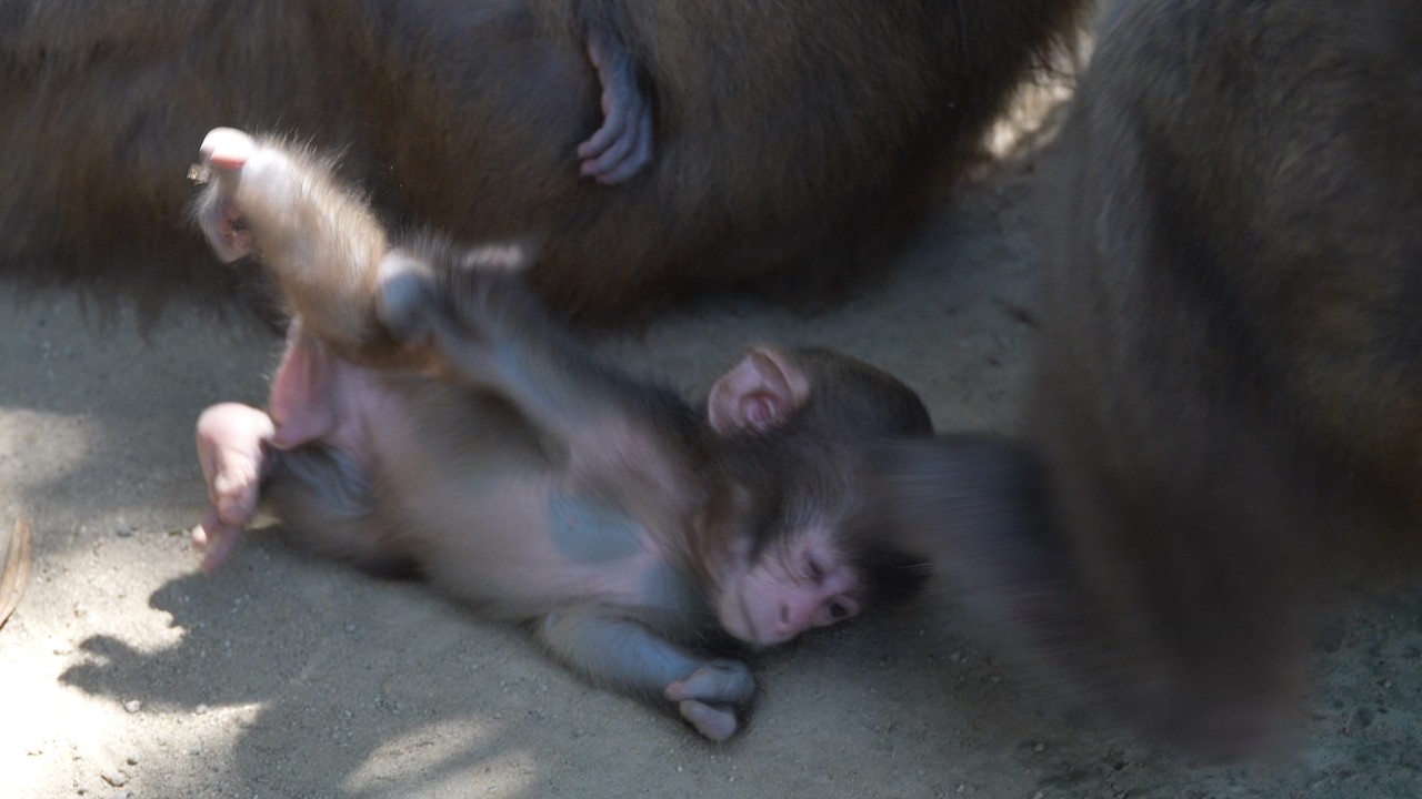 Against All Odds: The Baby Monkey Who Taught a Clan the Meaning of