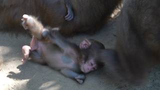 Against All Odds: The Baby Monkey Who Taught a Clan the Meaning of