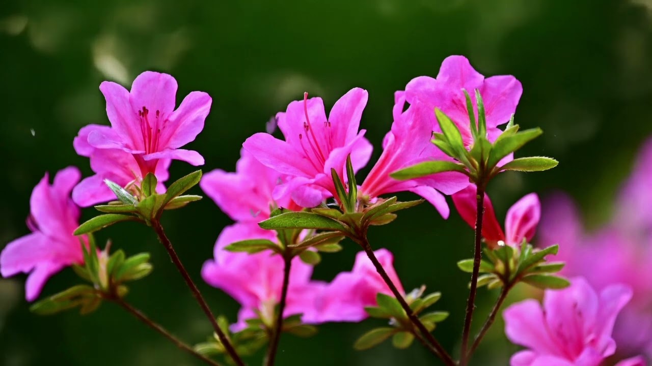 [ Corner Music ][ 30min ] 🎵影風舞雨星  Shadow Wind Dance Rain Star🎵輕音樂🎵BGM🎵Studying🎵Relaxing Music🎵 (X87)