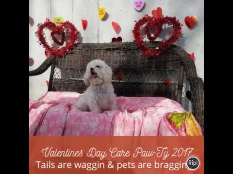 Westinn Kennels - Valentines Daycare Paw-Ty