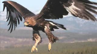 Nature Slide Show - Hawks, Eagles, and Falcons