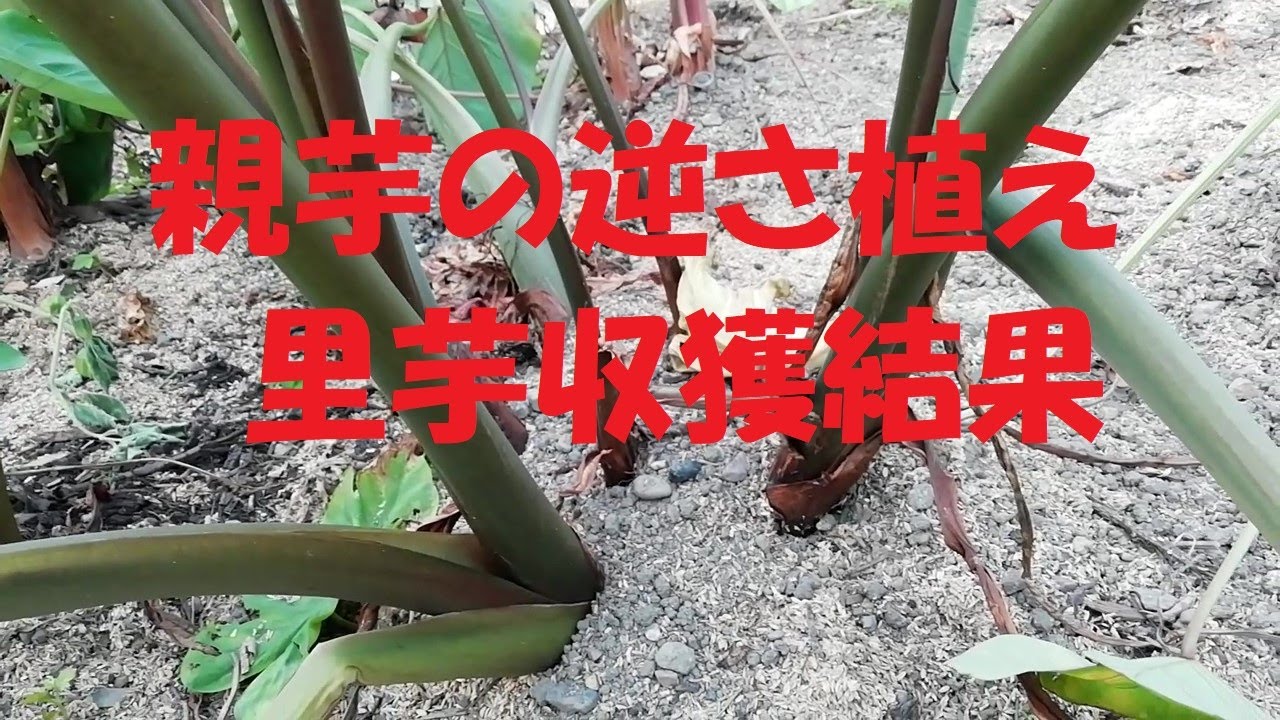 里芋・親芋の逆さ植え結果 - YouTube