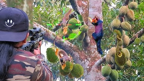 BERBURU TUPAI HITAM GANAS LOBANGNYA SEMUA BUAH DURIAN HAMA SANGAT MERESAH KAN SEKALI