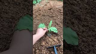 #My Gardening Diary#Growing Eggplants#My Little Vegetable Garden