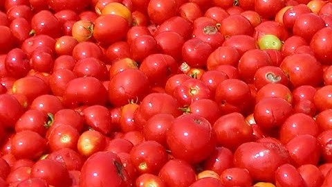 Tomato Sorting Raytec High Speed.wmv