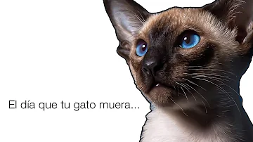 ¿Cómo superar la muerte de mi gato?