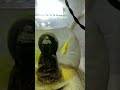 it is a fighter fish lovers 1 like and one subscribe