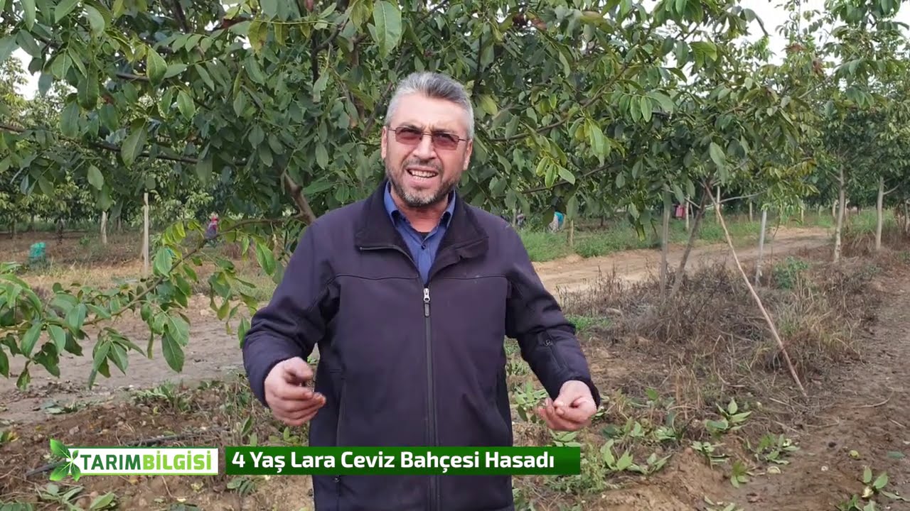 4 Yaşında Lara Ceviz Bahçesi Hasadı