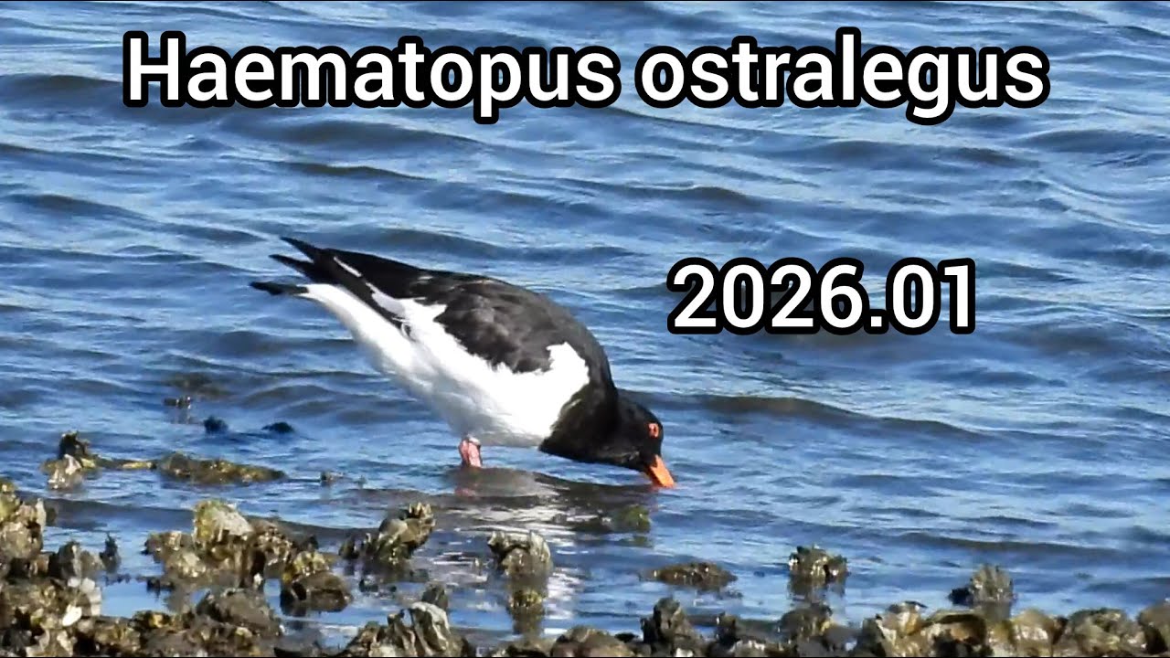 ミヤコドリ (Haematopus ostralegus) / Eurasian oystercatcher / 公園の水鳥 江戸川放水路 / 2026年1月