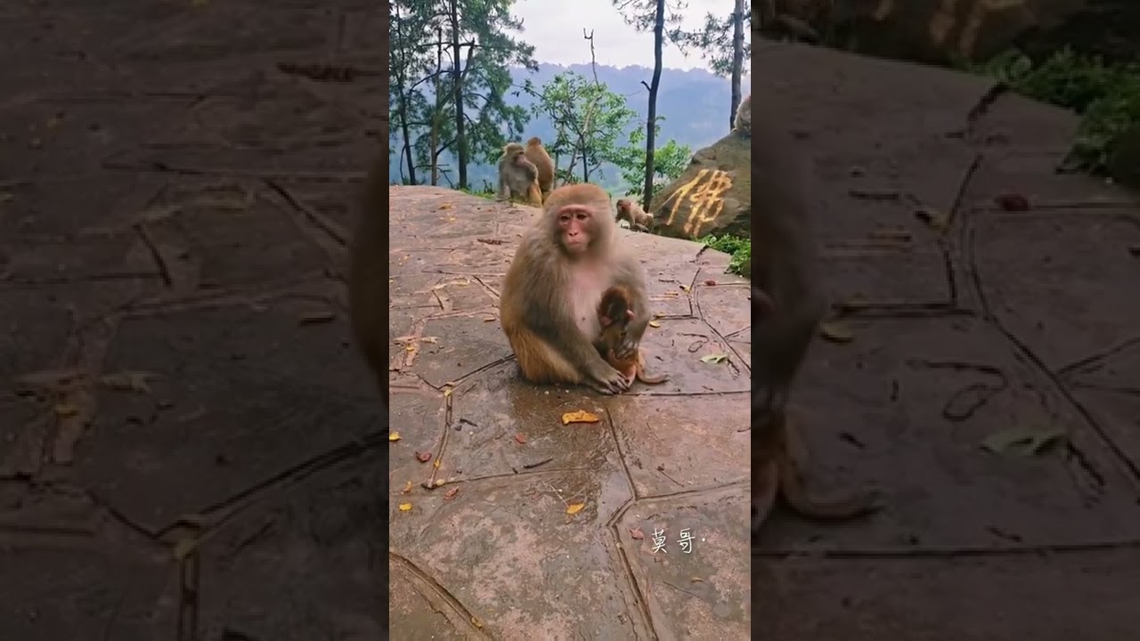 Cute baby monkey 2021