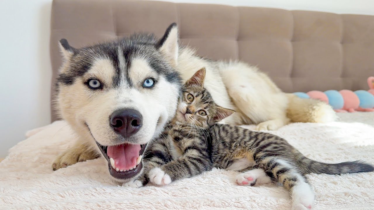 Husky and Tiny Kitten Are the Cutest Best Friends Ever! YouTube