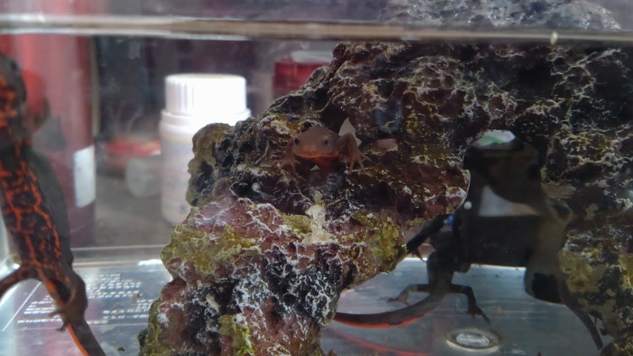 【総集編】イモリの1週間分short動画