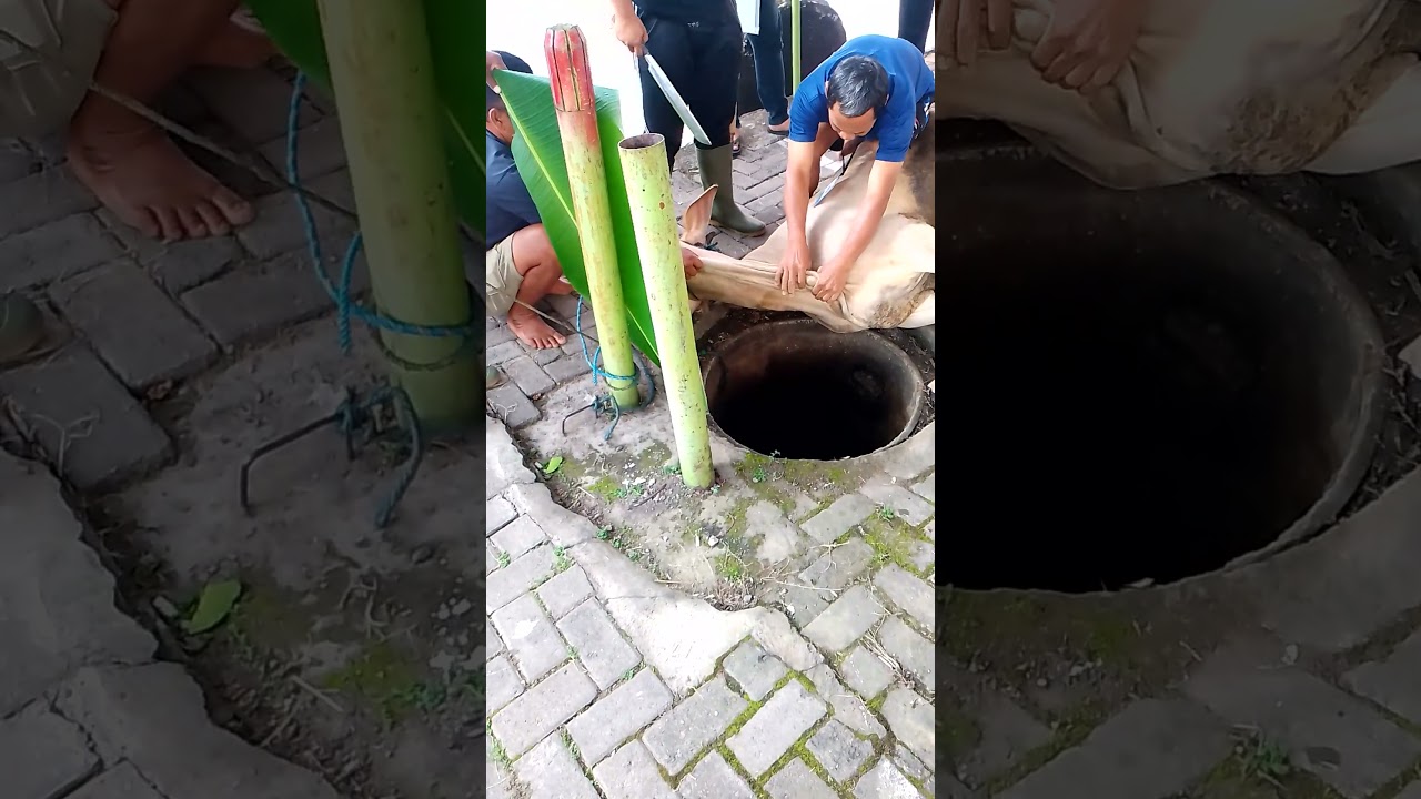 sembelih Sapi Qurban 2025