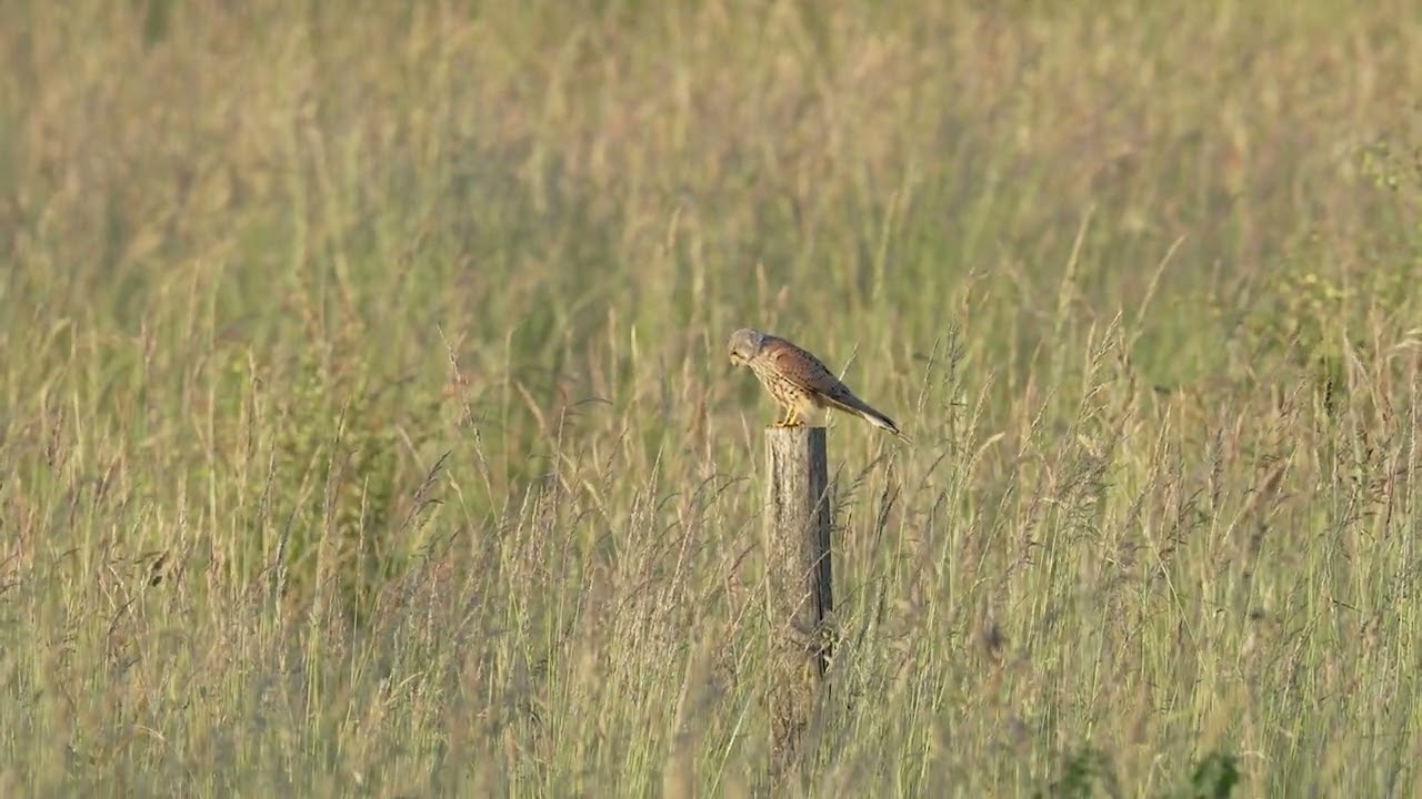 Kestrel hunting from a perch