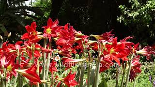 Lilies alore! Amaryllis Lily blooming season in full swing at Wilderness Orchard gardens in Delhi by WildFilmsIndia 303 views 1 day ago 2 minutes, 6 seconds