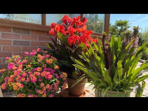 Our top 3 exotic outdoor pot plants - choose your favourite! - YouTube