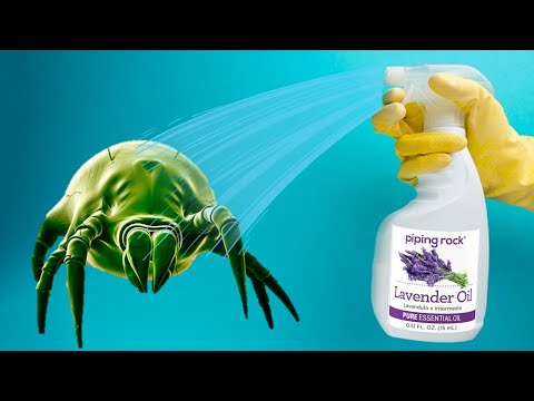 How To Get Rid of Dust Mites NATURALLY (With Eucalyptus Oil)