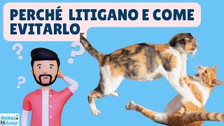 Perché I Gatti Litigano Tra di Loro e Come Evitarlo