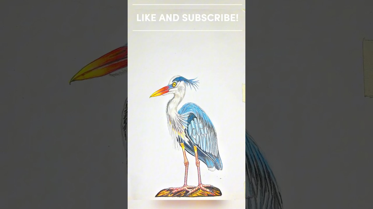 Great Blue Heron Drawing Timelapse |Majestic Bird Art 
