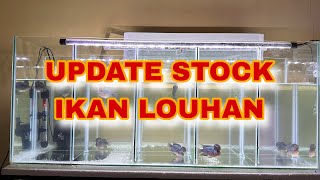 OBRAL MURAH STOCK IKAN LOUHAN