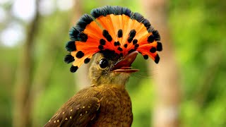 BURUNG MEGAH DENGAN MAHKOTA INDAH BURUNG PALING EKSOTIS DI PLANET BUMI