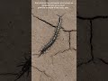 Insect body blue print #wildlife #animalscience #animals #scientificjourney #evolution