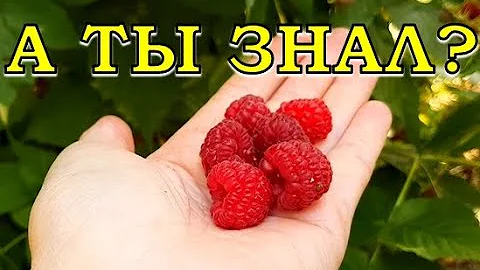КАК и ЧЕМ подкормить МАЛИНУ во время плодоношения👍👍👍