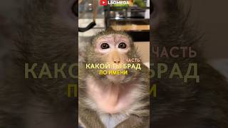 Какой Ты Брад По Имени 2 Часть 😎 #Music #Beats #Memes #Animalcrossing #Anime #Beat #Typebeat