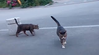 夕暮れ時の公園、出口付近でキジトラ猫ちゃんが待っていたのでモフモフして帰った