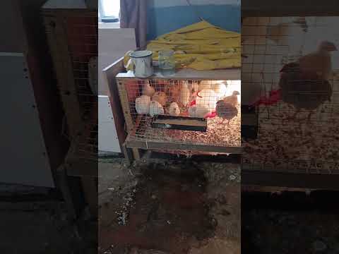 Кліточка для наших перепілок на швидку руку Garden Farming перепілки кури