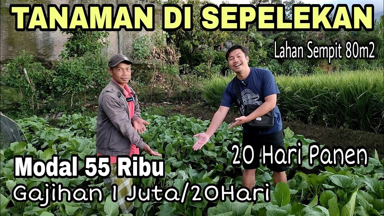 Tanaman Modal Sedikit Untung Banyak