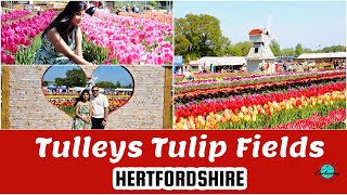 Tulleys Tulip Fields Hertfordshire walkthrough| Stunning Tulip Walk + Anniversary Moments