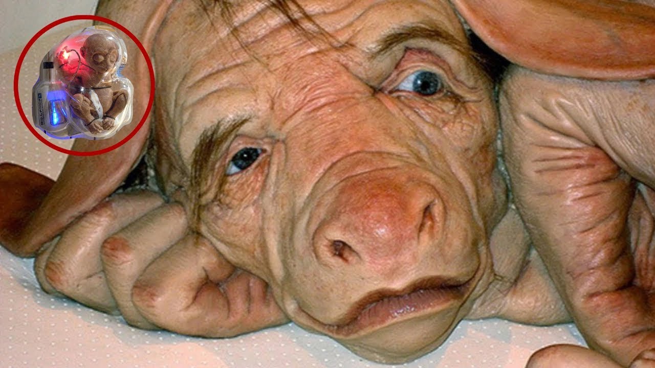 17 ANIMAUX HYBRIDES CRÉÉS PAR DES SCIENTIFIQUES DONT VOUS NE CROIREZ PAS L'EXISTENCE 2020