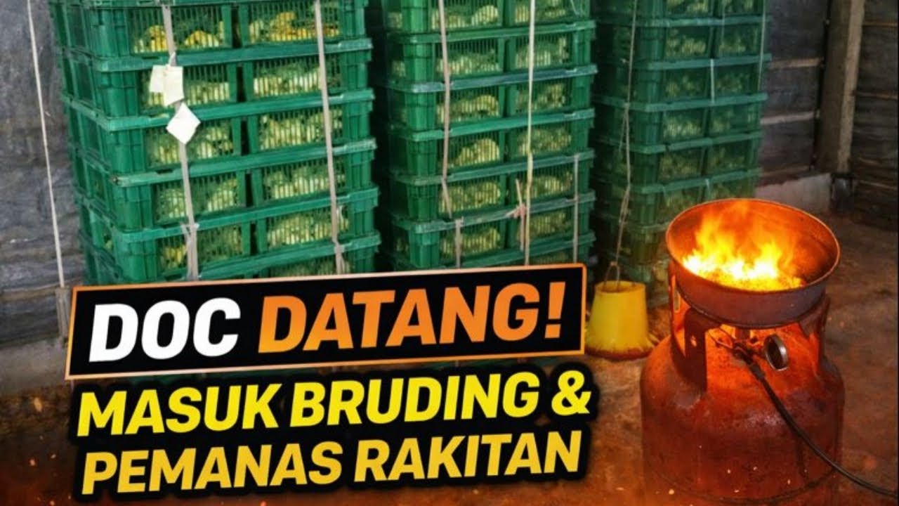 Proses DOC Masuk Ruangan Brooding  Broiler Chick Placement 35°C