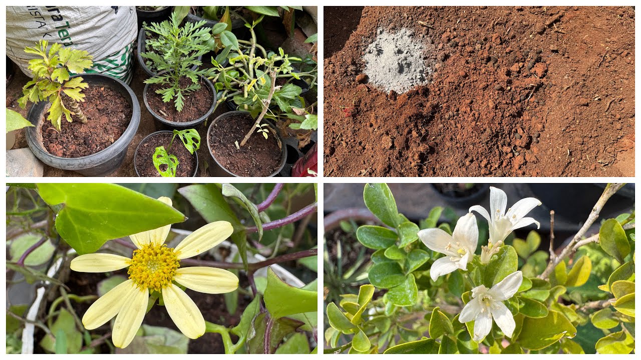 Terrace Garden Update! #mango #tree #creeper #fruit  #flowers #plants 