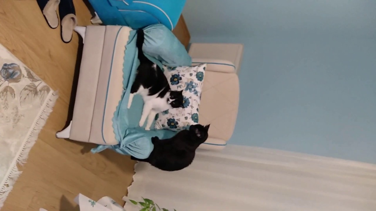 Kedim Azim Dişi Kedi ile Nasıl Kaynaştı? YouTube