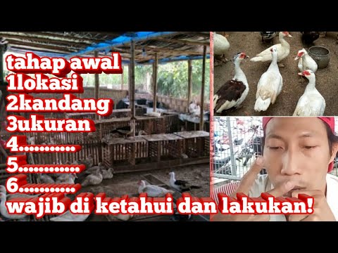 CARA TERNAK ENTOK AGAR CEPAT BERTELUR 
