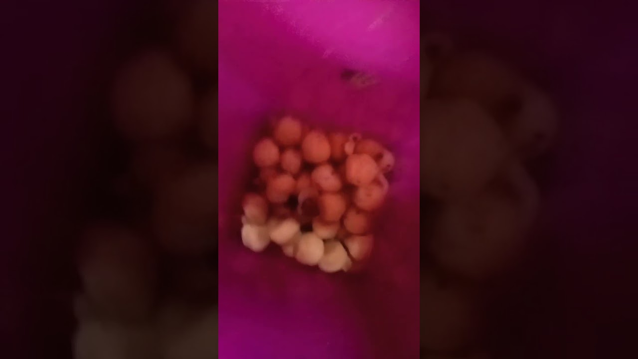 roti cokelat dan stik pedas