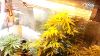 Last veg update