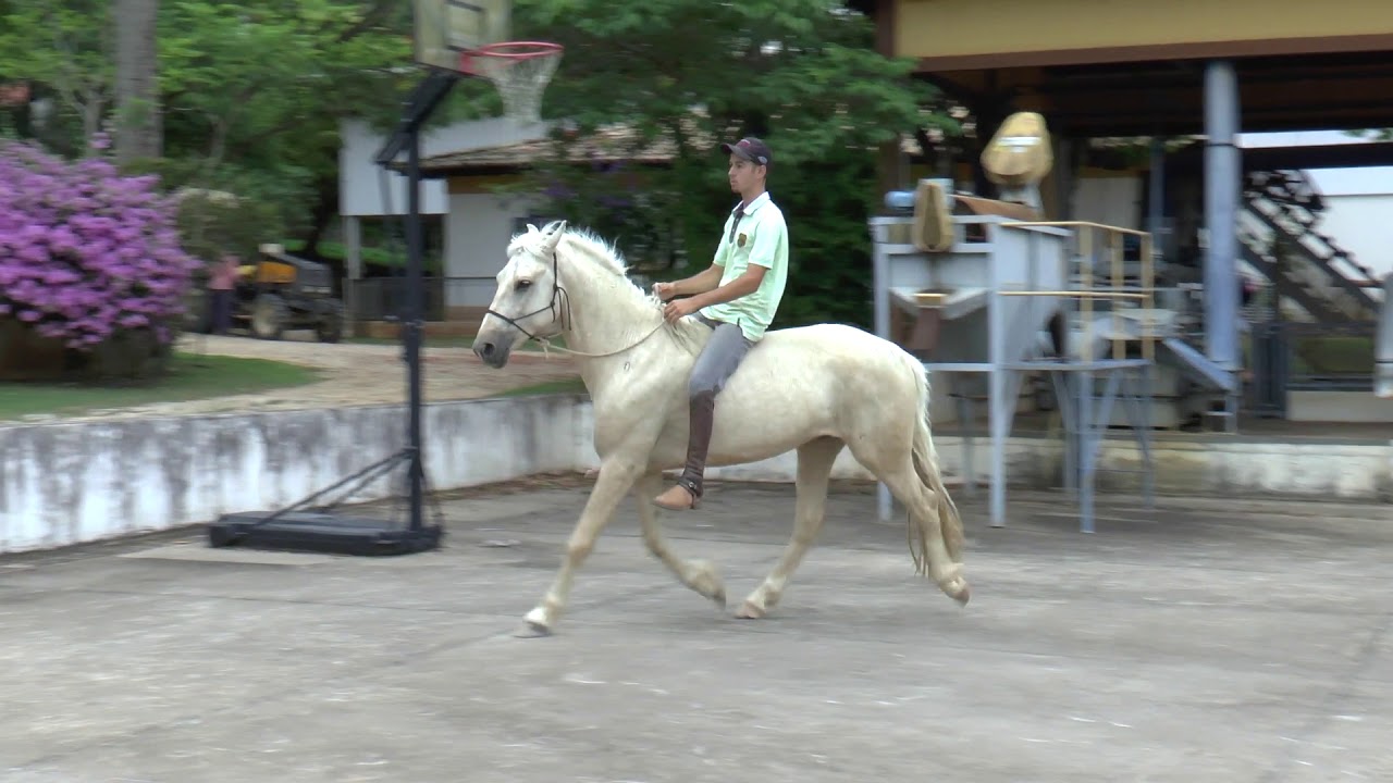 Mangalarga Marchador Jubileo V8, Marcha Batida