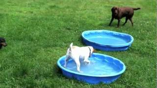 ☀Dog Days of Summer!☀