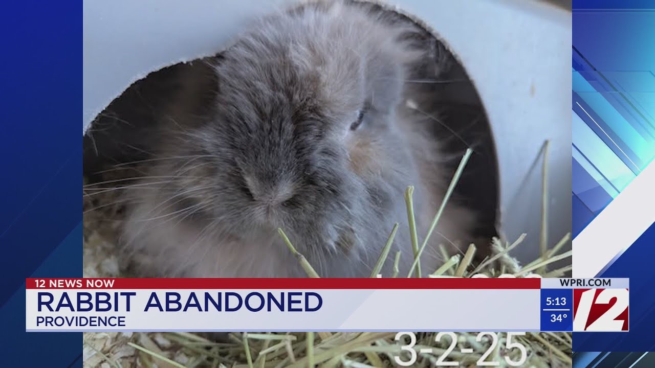 Rabbit found abandoned in cage near Providence park - YouTube