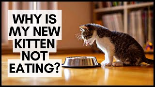 Why Is My New Kitten Not Eating? by Kitten Life 7,950 views 1 year ago 3 minutes, 58 seconds